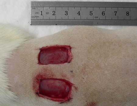 wound healing research